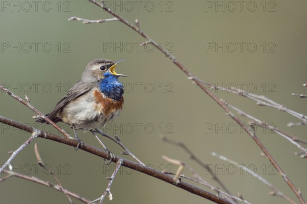 At the top of its voice... Bluethroat (Luscinia svecica), male in breeding plumage, splendid plumage, native, particularly beautiful songbird with bright blue throat sings loudly in spring to defend its territory, rare native, particularly beautiful songbird, ground-nesting bird, tied to wet, open landscapes such as moors, suffers from habitat loss, migratory bird, early returnee, native nature, Lower Rhine, North Rhine-Westphalia, Germany, Western Europe