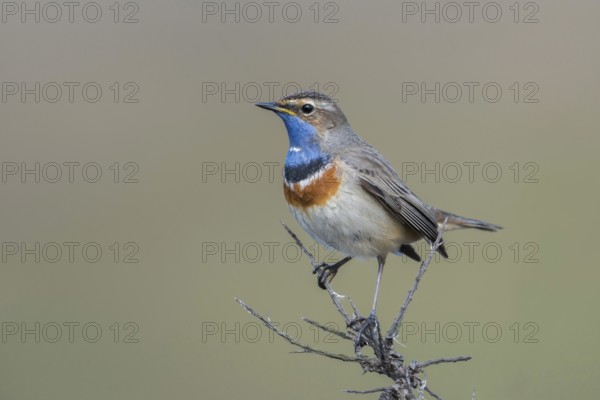 Beautiful to look at... White-starred bluethroat (Luscinia svecica), Central European, native variety, high up on the dry brushwood of a sea buckthorn bush, fine, detailed, clear photo, native nature, Schleswig-Holstein, Germany, Western Europe