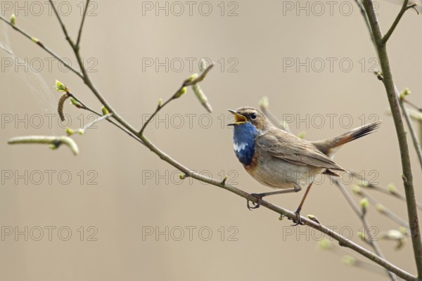 Bluethroat (Luscinia svecica), male in breeding plumage, splendid plumage, sits on the branches of a birch tree that sprouts in spring, sings, rare native, particularly beautiful songbird, ground-nesting bird, tied to wet, open landscapes such as moors, suffers from habitat loss, migratory bird, early returnee, native nature, Lower Rhine, North Rhine-Westphalia, Germany, Western Europe