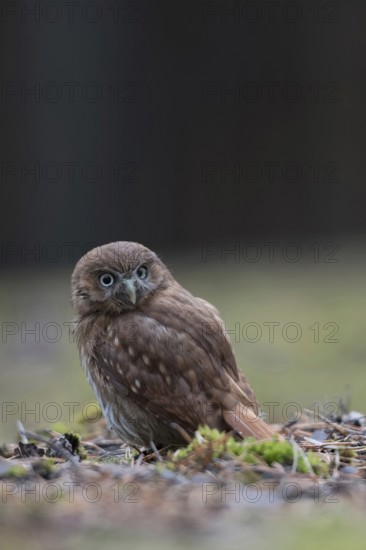 Brazilian pygmy owl (Glaucidium brasilianum), adult bird, rare small owl species from the genus of pygmy owls. is one of the smallest owls in the world, sits on the ground, looks around, native to South America and Central America, rarely also in the USA, funny picture, funny pretty bird