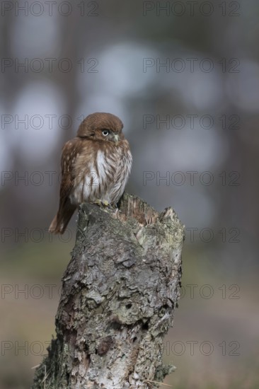 Brazilian pygmy owl (Glaucidium brasilianum), adult bird, rare small owl species from the genus of pygmy owls, is one of the smallest owls in the world, sits exposed on a broken dead tree, native to South America and Central America, rarely also in the USA, funny pretty bird