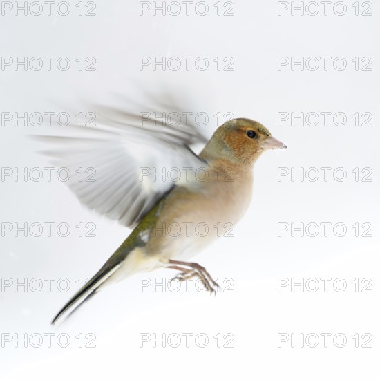 Chaffinch (Fringilla coelebs) in winter, snow, in flight, in approach, in motion, colourful finch, common native songbird, white background, dynamic action-packed shot, bright clear light, beautiful colours, native nature, Meerbusch, Rhineland, Lower Rhine, North Rhine-Westphalia, Germany, Western Europe