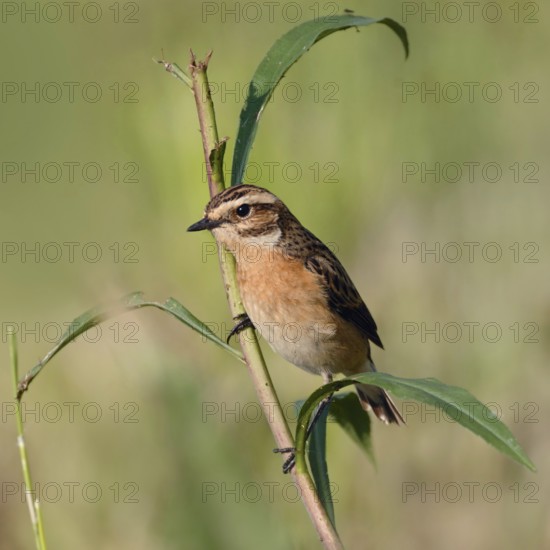 Bird of the year 2023... Whinchat (Saxicola rubetra) on the lookout, on the perch, typical meadow breeder, rare, endangered native, very pretty songbird due to habitat loss, native nature, Hesse, Rhön, Germany, Western Europe
