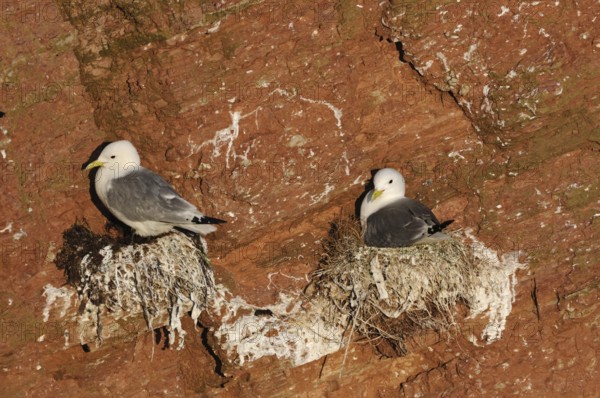 Kittiwakes (Rissa tridactyla) on the nest, seabirds, seabirds nesting, breeding in the red cliffs of Heligoland, native nature, Schleswig-Holstein, Germany, Western Europe
