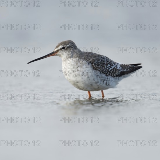 Migrant in the Wadden Sea... Spotted Redshank (Tringa erythropus), breeding bird of the Arctic and the far north, migratory bird, typical limicole, wading bird, belongs to the snipe family, long legs and long bill, rather rare, native, Lower Saxony, Germany