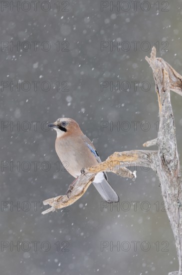 The snow trickles softly... Eurasian Jay (Garrulus glandarius) in winter, sitting in the snow, in snowfall on the side branch of an old rotten tree, typical attentive posture, guardian of the forest, soft light, soft colours matching the snow mood, wildlife, native nature, southern Sweden, Sweden, Scandinavia, Northern Europe