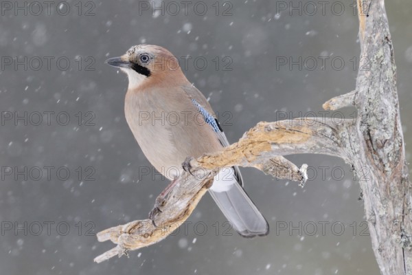The snow trickles softly... Eurasian Jay (Garrulus glandarius) in winter, sitting in the snow, in snowfall on the side branch of an old rotten tree, typical attentive posture, guardian of the forest, soft light, soft colours matching the snow mood, wildlife, native nature, southern Sweden, Sweden, Scandinavia, Northern Europe