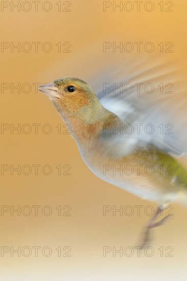 Chaffinch (Fringilla coelebs) in flight, colourful male in winter, already in breeding plumage, splendid plumage, well-known and common native songbird, dynamic long exposure, which clarifies the wing beat, wonderful clear light, beautiful colours, native nature, Meerbusch, Rhineland, Lower Rhine, North Rhine-Westphalia, Germany, Western Europe