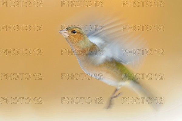 Chaffinch (Fringilla coelebs) in flight, colourful male in winter, already in breeding plumage, splendid plumage, well-known and common native songbird, dynamic long exposure, which clarifies the wing beat, wonderful clear light, beautiful colours, native nature, Meerbusch, Rhineland, Lower Rhine, North Rhine-Westphalia, Germany, Western Europe