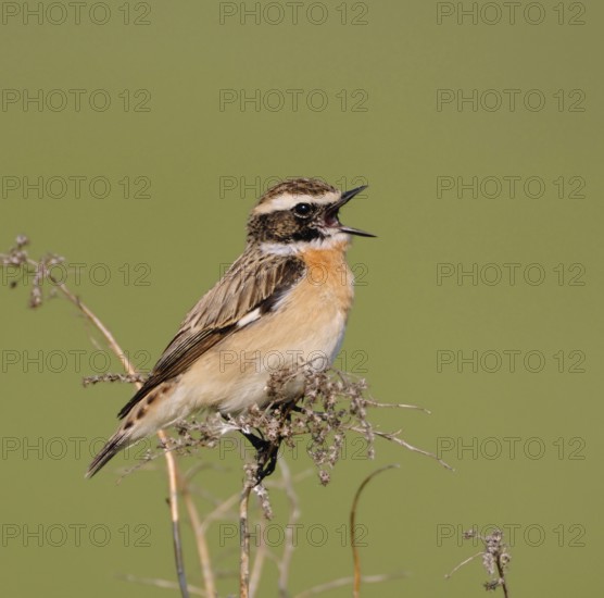 Songbird... Whinchat (Saxicola rubetra), male in splendid plumage sings at the top of his voice in spring, rare, endangered native, very pretty songbird due to loss of habitat, native nature, Hesse, Rhön, Germany, Western Europe