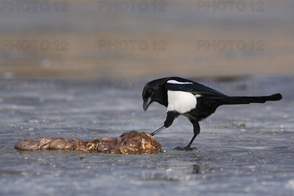 Guardian of nature... Magpie (Pica pica) has found food, carrion, probably entrails, on a frozen lake, which it examines with curiosity and interest but cautiously, native nature, Mecklenburg-Western Pomerania, Germany, Western Europe