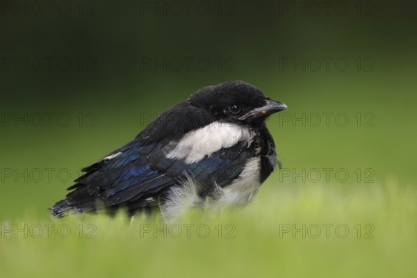 Young bird... Magpie (Pica pica), chick, young bird, young, not yet or just fledged magpie sits apparently disgruntled on the ground in the grass, hopes for feeding, native nature, Meerbusch, Rhineland, North Rhine-Westphalia, Germany, Western Europe