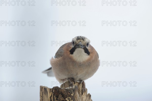 Who's that... Eurasian Jay (Garrulus glandarius), guardian of the forest, almost everywhere native, common corvid, jay species, looks curiously after the right, directly into the camera, funny picture, native nature, Lower Rhine, Rhineland, North Rhine-Westphalia, Germany, Western Europe