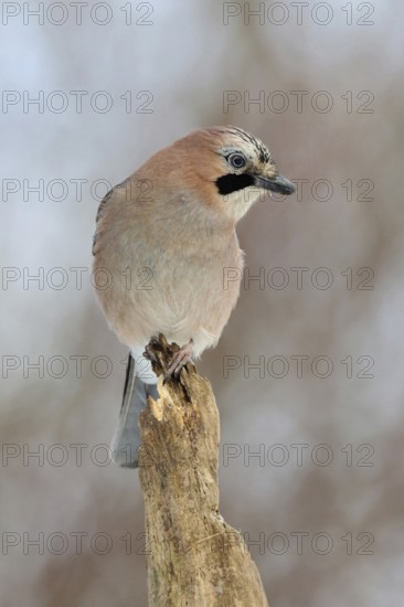 On top... Eurasian Jay (Garrulus glandarius), adult bird, sitting exposed on the top of an old rotten tree, looking around attentively, looking for the overview, guardian of the forest, soft light, soft colours, wildlife, native nature, Lower Rhine, Rhineland, North Rhine-Westphalia, Germany, Western Europe