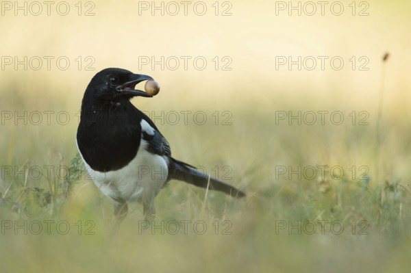 Stocking up for winter... Magpie (Pica pica), adult bird, in autumn with an acorn in its beak looks around carefully in front of hiding it for a rainy day, in the ground as a winter store, stores food, native nature, Meerbusch, Rhineland, North Rhine-Westphalia, Germany, Western Europe