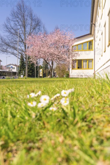 Spring day with blossoming tree, green meadow and yellow building, bright blue sky and daisies in the foreground, Althengstett, Germany