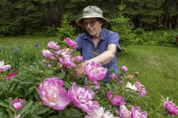 Woman and flowers, Woman taking care of peony flowers, Peonia sp, Region of La Mauricie, Province of Quebec, Canada