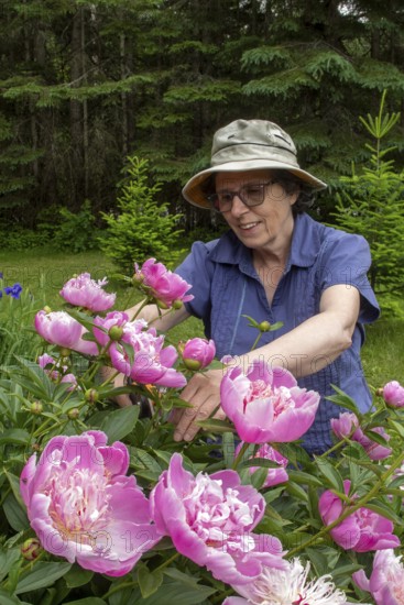 Woman and flowers, Woman taking care of peony flowers, Peonia sp, Region of La Mauricie, Province of Quebec, Canada