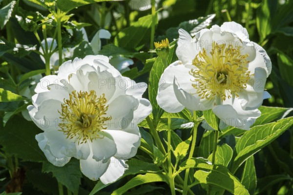 Peony flowers, Paeonia sp, Perrenial flowers, Region of La Mauricie, Province of Quebec, Canada