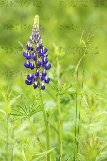 Lupine flower, lupinus sp, Perennial frost-tolerant flower for pollinators, Region of La Mauricie, Province of Quebec, Canada
