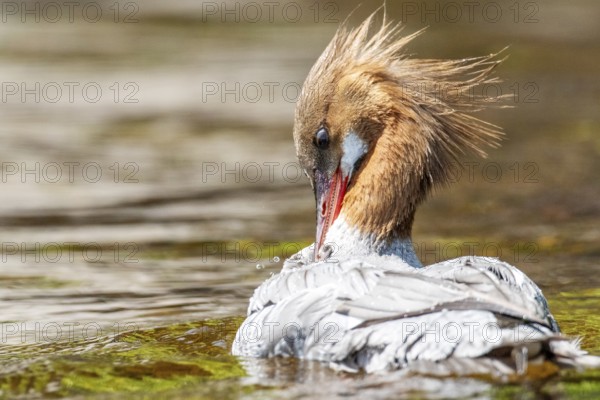 Common merganser (mergus merganser), Female preening, La Mauricie national park. Province of Quebec, Canada