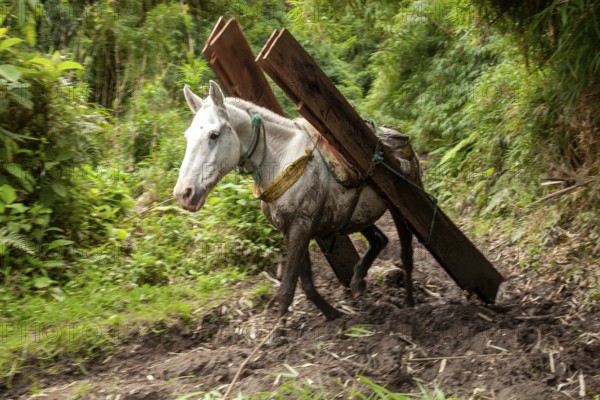 Draft horse, Horse carrying planks down a mountain, Imbabura province, Ecuador, South America