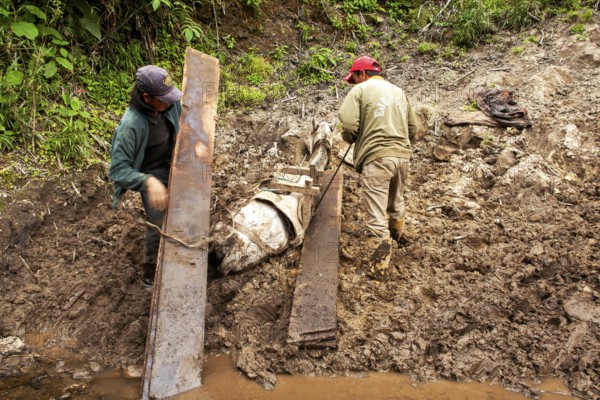Draft horse and men, Men unload a horse that fell due to a heavy load of planks, Imbabura province, Ecuador, South America