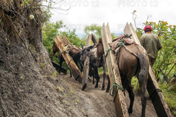 Draft horses and man, Horses carrying planks down a mountain, Imbabura province, Ecuador, South America