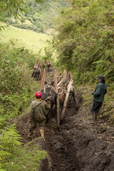 Draft horses and men, Horses carrying planks down a mountain, Imbabura province, Ecuador, South America