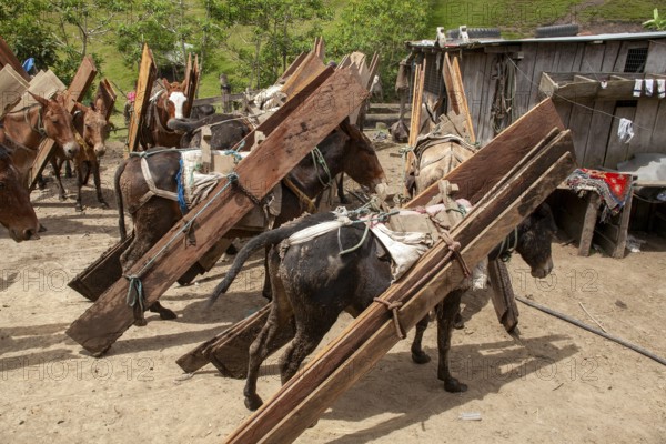 Draft mules and horses, Horses and mules loaded with planks at the final destination, Imbabura province, Ecuador, South America