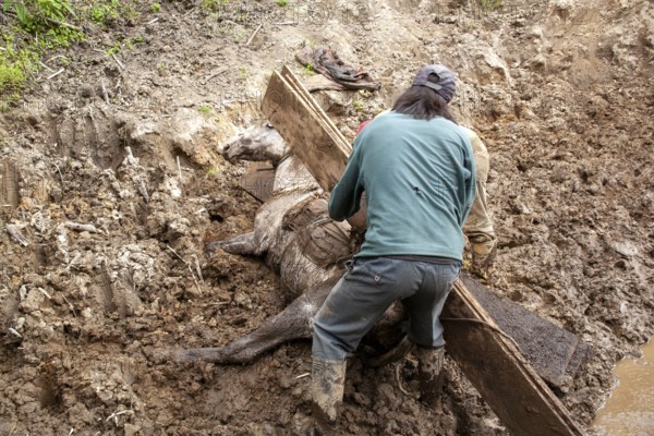 Draft horse and man, Man unload a horse that fell due to a heavy load of planks, Imbabura province, Ecuador, South America