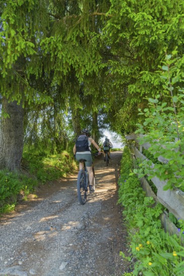 Two cyclists on a forest path, surrounded by dense trees, Alpe di Siusi, Dolomites, South Tyrol, Italy