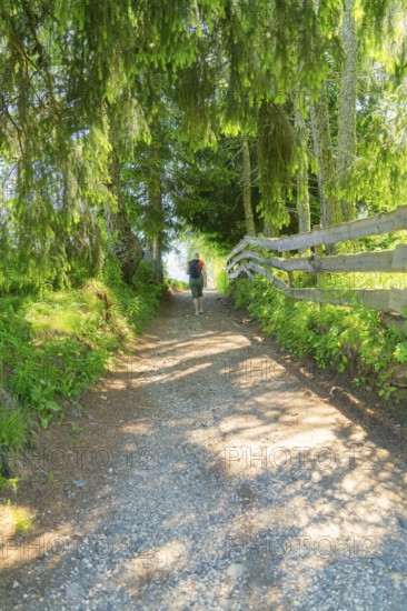 A hiker on a sun-drenched forest path in the countryside, Alpe di Siusi, Dolomites, South Tyrol, Italy