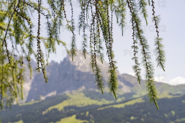 Branches sway in the foreground, while majestic mountains tower in the background, Alpe di Siusi, Dolomites, South Tyrol, Italy