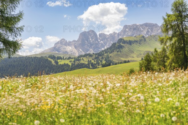 Flower meadow in front of an impressive mountain panorama and blue sky, Alpe di Siusi, Dolomites, South Tyrol, Italy