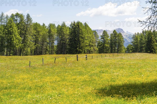 Wide meadow with trees and mountain view under a blue sky, Alpe di Siusi, Dolomites, South Tyrol, Italy