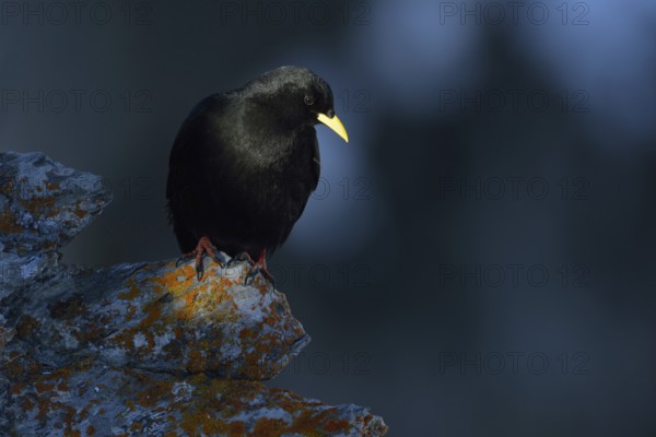 Alpine chough (Pyrrhocorax graculus) in the high mountains on a rock overgrown with red lichen, in the light spot, typical mountain bird, mountain bird, characteristics are the black plumage, the bright yellow beak and the red legs, common bird at mountain stations and mountain huts, wildlife, Alps, Valais, Switzerland, Western Europe