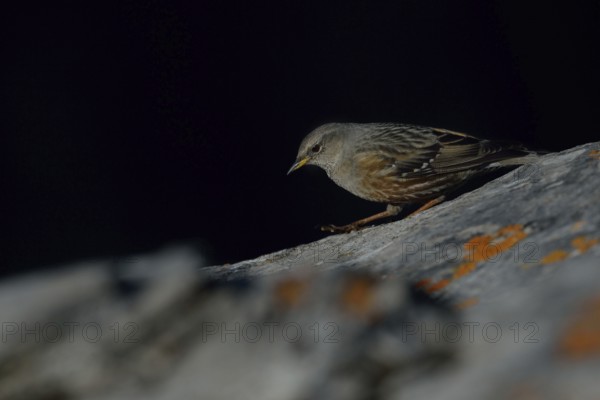 Secretly, quietly and silently... Alpine accentor (Prunella collaris), bird of the Alps and other high mountains in Central and Southern Europe, not very shy, typical mountain bird, lives in the mountains all year round, is quite conspicuous, about the size of a lark, widespread, Alps, Valais, Switzerland, Western Europe, wildlife