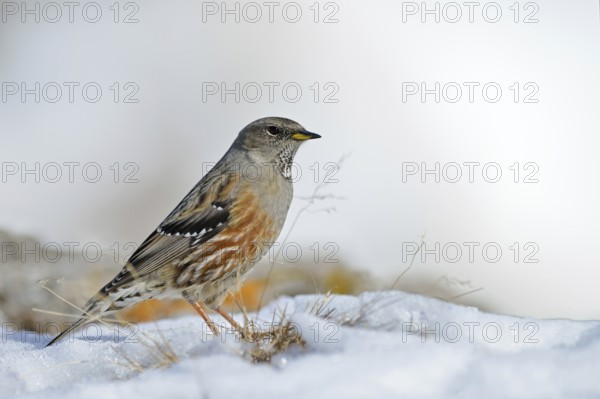 The snow is thawing... Alpine accentor (Prunella collaris) in its habitat in the high Alps, robust resident bird that can withstand even the most adverse conditions, impressive songbird, native nature, Alps, Valais, Switzerland, Western Europe