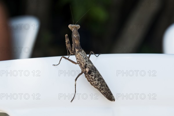 Praying mantis, Loh Dalum Beach, Koh Phi Phi, Krabi, Andaman Sea, Thailand