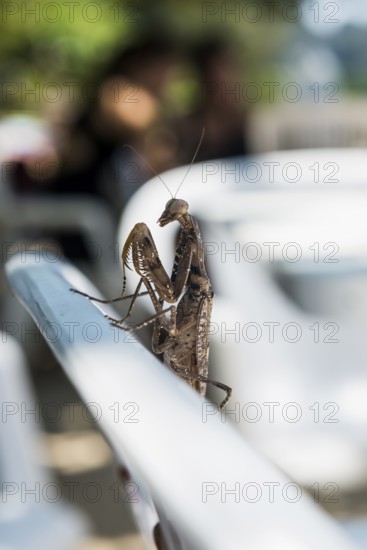 Praying mantis, Loh Dalum Beach, Koh Phi Phi, Krabi, Andaman Sea, Thailand