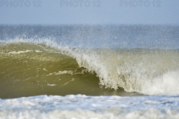 Where the North Sea waves... perfect, hollow-breaking wave (North Sea), high wave overturning near the beach on the North Sea coast, native nature, hydropower, Holstein, Germany