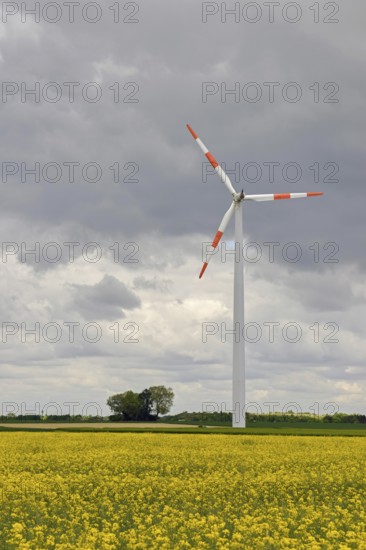 Wind turbine, wind turbine in a yellow flowering rapeseed field (Brassica napus), energy generation, renewable energy, wind turbine, wind wheel, biofuel, biodiesel is produced from rapeseed, local nature, Lower Rhine, Heinsberg district, North Rhine-Westphalia, Germany, Western Europe