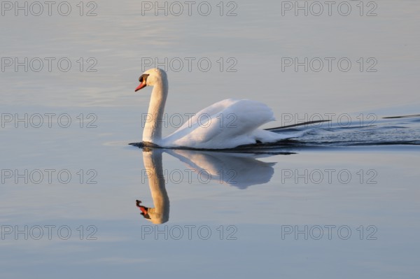 Mute swan on Lake Constance