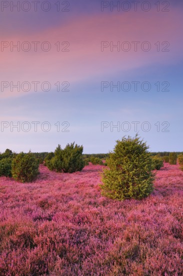 Juniper forest in the blooming southern heath near Schmarbeck, Lower Saxony, Germany