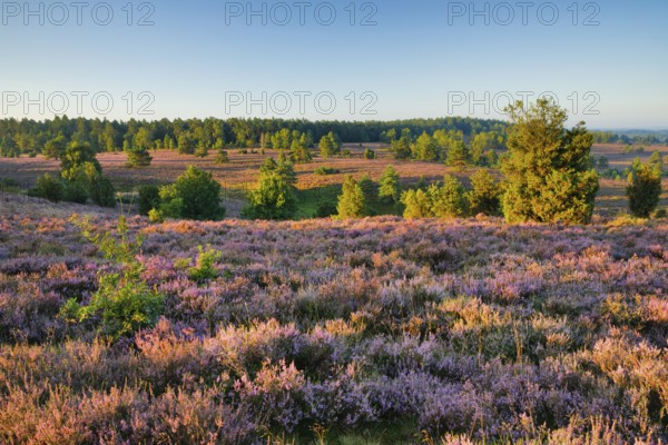 View from Wilseder Berg in LÃ¼neburg Heath nature park Park at sunrise, Lower Saxony, Germany