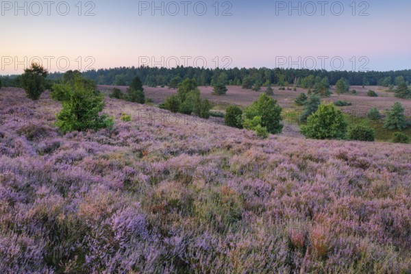 Dawn at Wilseder Berg in the LÃ¼neburg Heath nature park Park, Lower Saxony, Germany