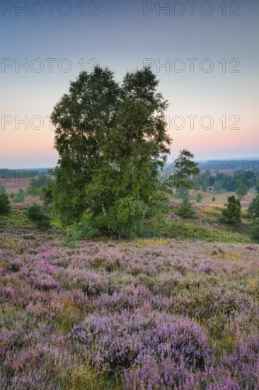 Dawn at Wilseder Berg in the LÃ¼neburg Heath nature park Park, Lower Saxony, Germany