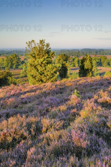 View from Wilseder Berg in LÃ¼neburg Heath nature park Park at sunrise, Lower Saxony, Germany