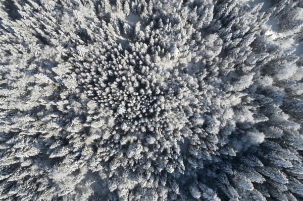 Bird's eye view of freshly snow-covered spruce forest, Sattelegg, Schwyz, Switzerland